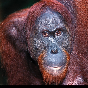 Adult_Orangutan_53