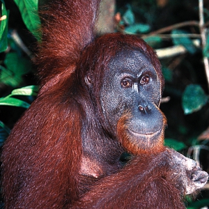 Adult_Orangutan_57