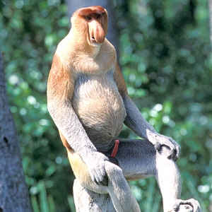 Male_Proboscis_74