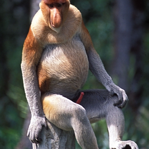 Male_Proboscis_Monkey_63