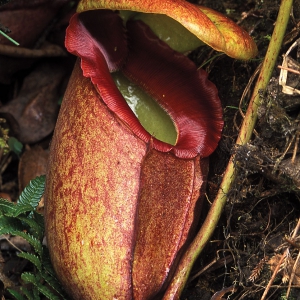 Pitcher_Plant_41