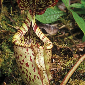 Pitcher_Plant_43