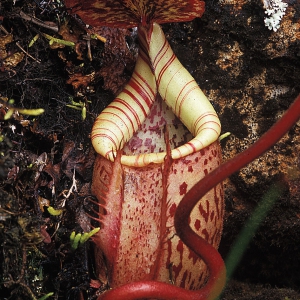 Pitcher_Plant_44