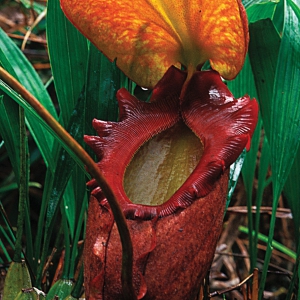 Pitcher_Plant_45