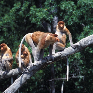 Proboscis_Monkey_Family_67