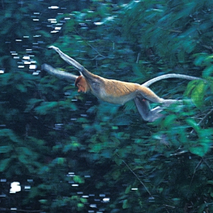Proboscis_Monkey_Leaping_70