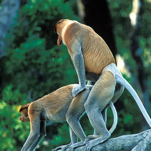 Proboscis_Monkey_in_Act_60