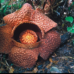 Rafflesia_Flower_46