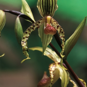 Rothschild_Slipper_Orchid_2