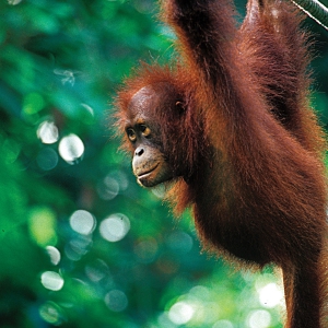 Urang_Utang_Playing_51