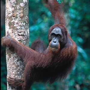 Urang_on_Tree_55