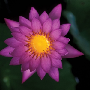 Water_Lily_20