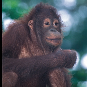 Young_Orangutan_48