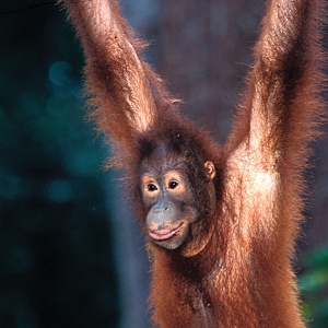 Young_Orangutan_56