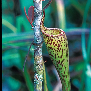 pitcher_Plant_47