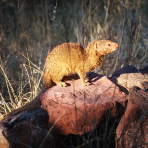 20130623_Okonjima_Lodge_0263_2