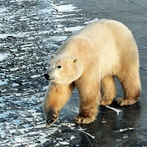 Untitled_11