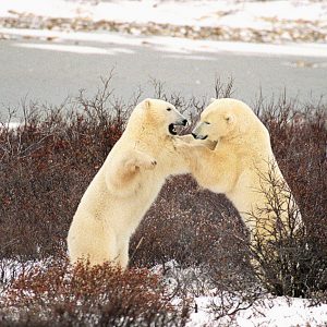 Untitled_16