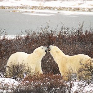 Untitled_18